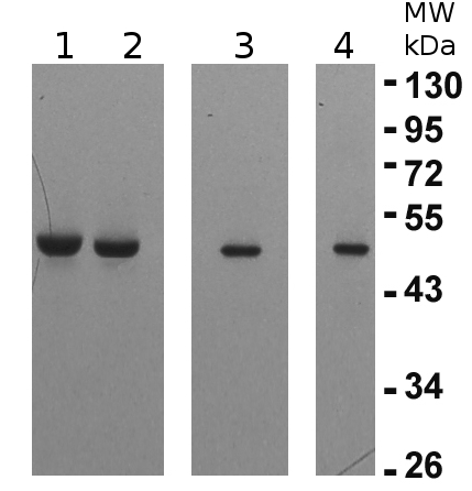 Western blot detection using anti-elongation factor gamma 1 and 2antibodies